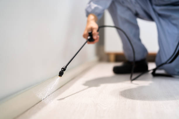 Bed Bug Pre-Treatment Preparation Assessment in Meridian