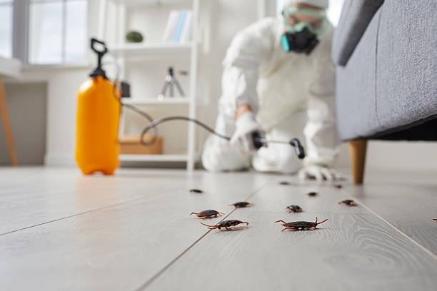 Post-Treatment Bed Bug Interceptor Monitoring in Meridian
